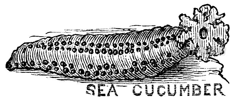 豹海参(Bohadschia Argus) - 19世纪